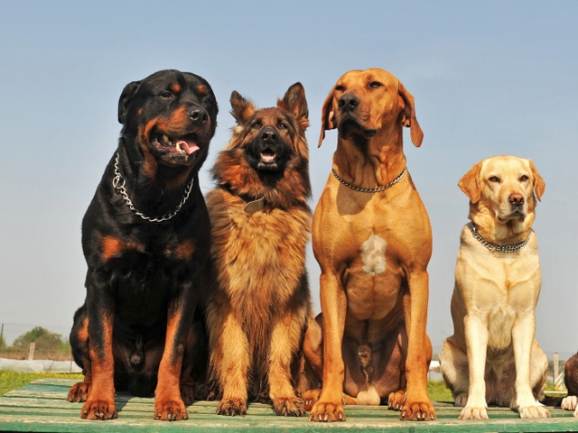Крупные породы собак в Афипске | ЗооТом портал о животных
